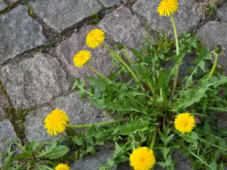 Unkraut; Löwenzahn; Unkrautbekämpfung