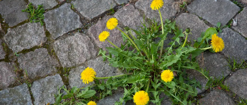 Unkraut; Löwenzahn; Unkrautbekämpfung