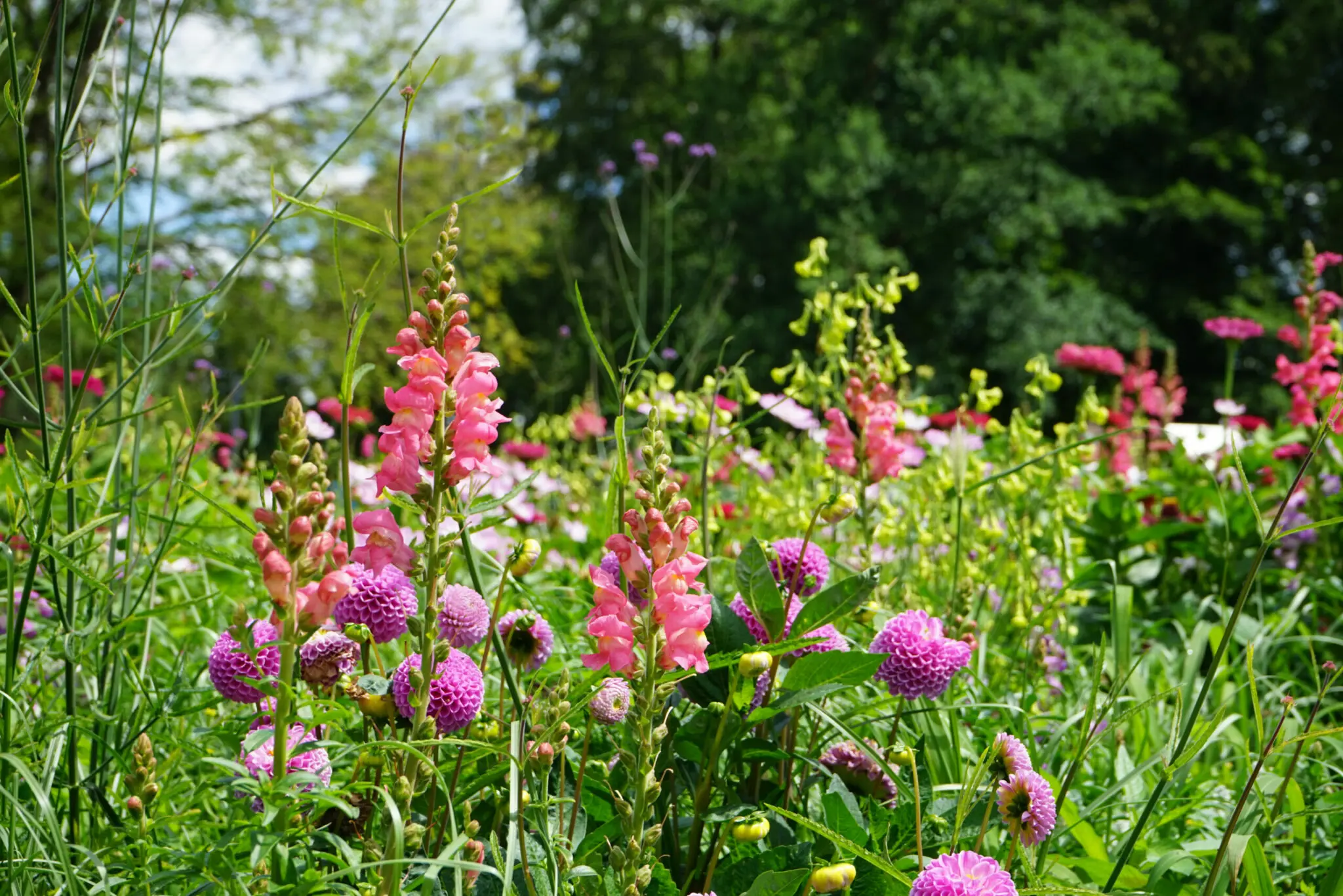 Wiese, Blumen, Grün