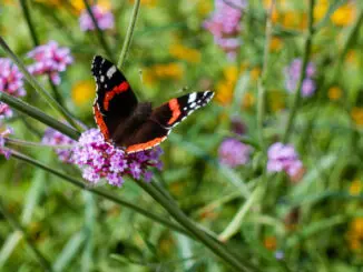 Insekten, Blumen, Wiese