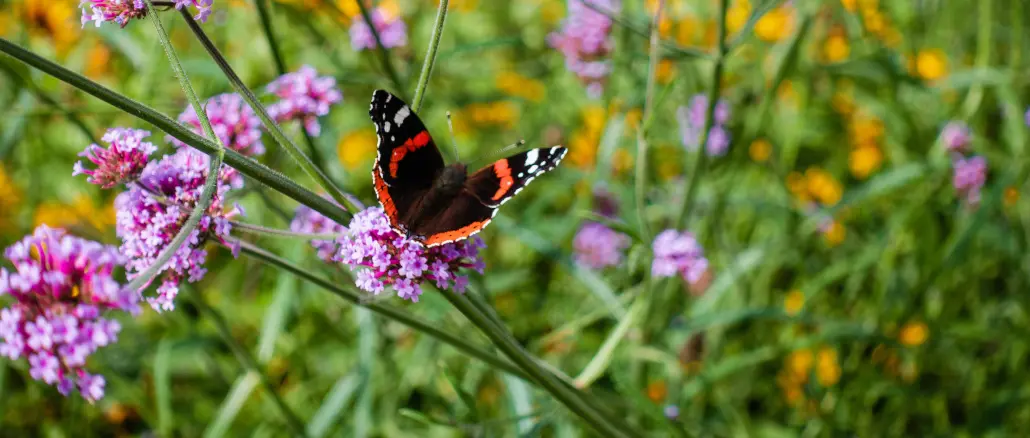 Insekten, Blumen, Wiese