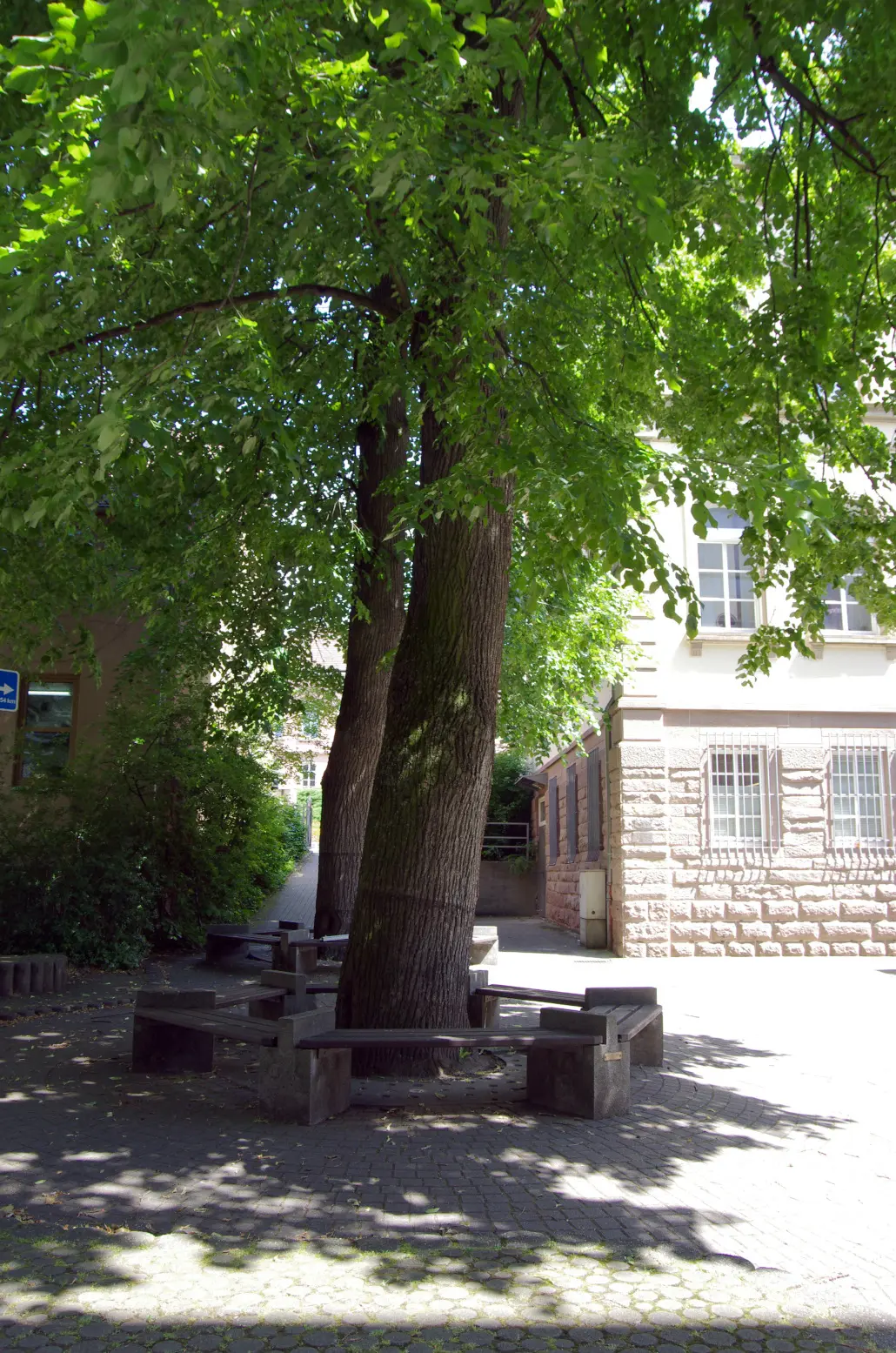Baum, Stadt
