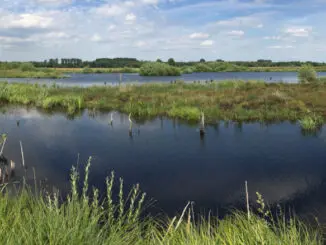 Moor; Niedermoor; Mecklenburg-Vorpommern