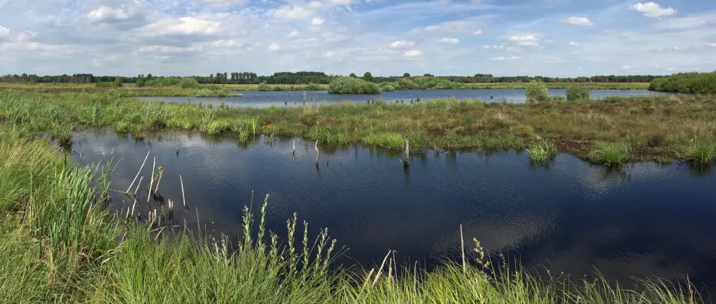 Moor; Niedermoor; Mecklenburg-Vorpommern
