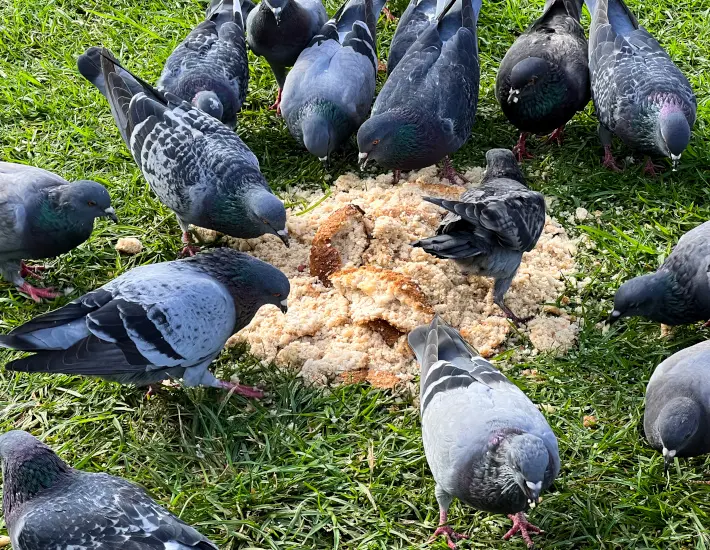 Umgang mit Ratten