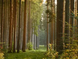 Holzenergie