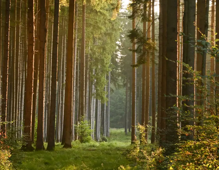 Holzenergie