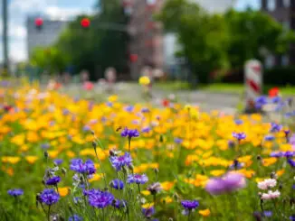Biodiversität in Kommunen