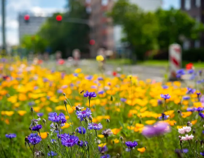 Biodiversität in Kommunen