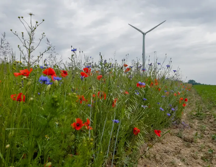 Natürlicher Klimaschutz