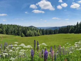 Naturschutz im Thüringer Wald
