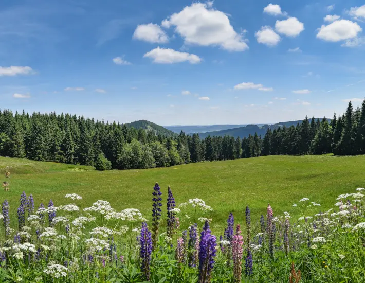 Naturschutz im Thüringer Wald