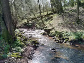 100 wilde Bäche für Hessen