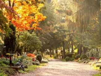 Friedhof