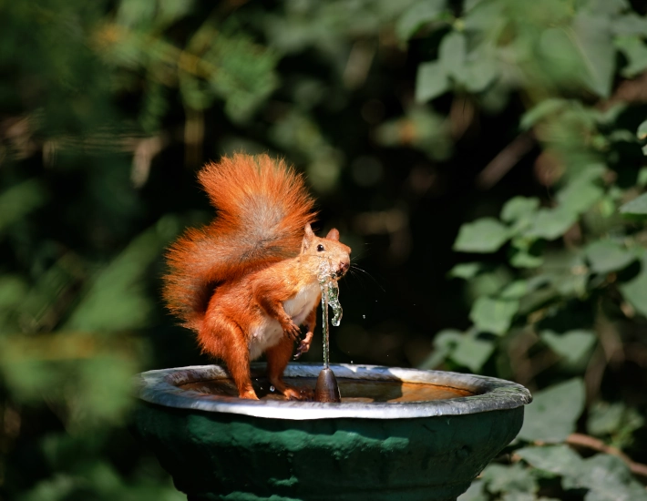Wildtiere in der Stadt