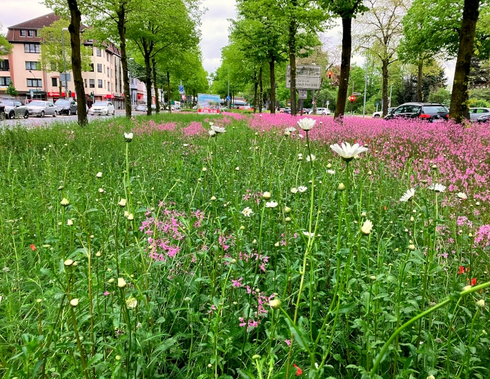 Blühwiesen